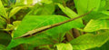 Farlowella
