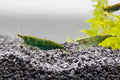 Shrimp Green Jade