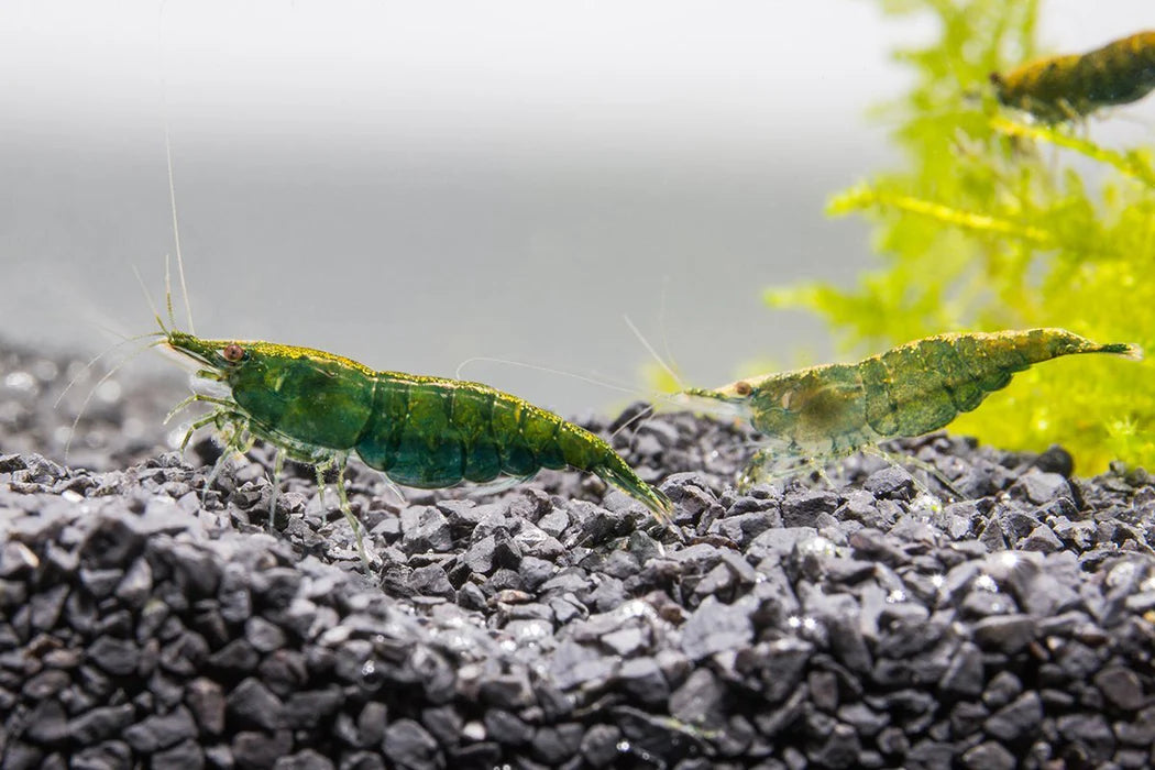 Shrimp Green Jade