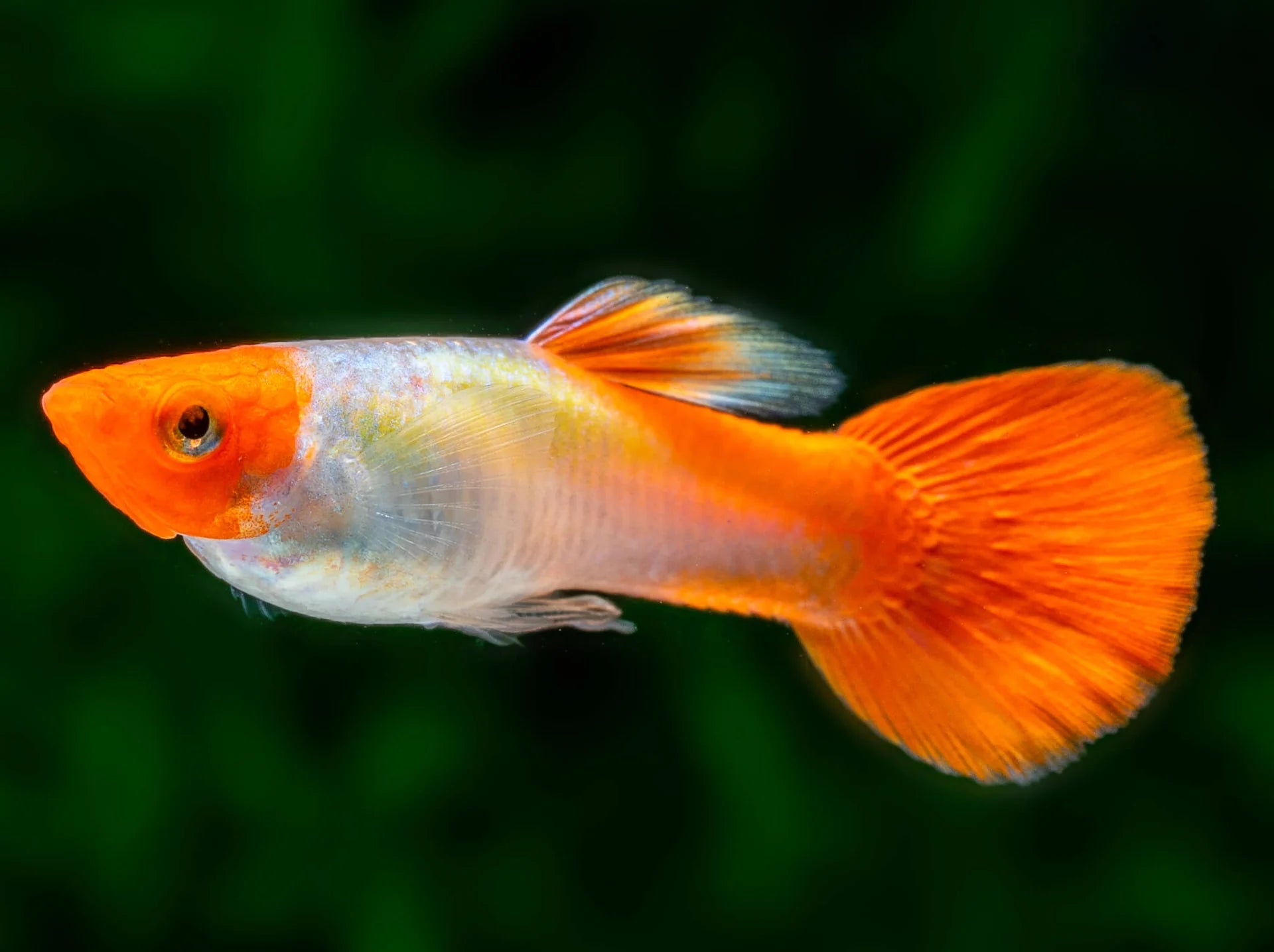 Guppy Albino Kohaku (Hembra)