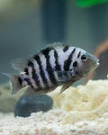 Cichlid - Convict