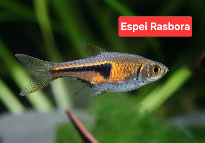 Rasbora Espei