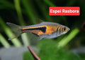 Rasbora Espei
