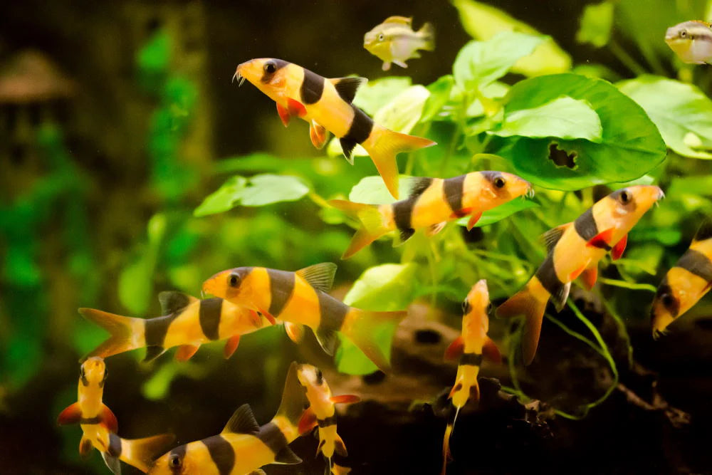 Clown Loach (small)