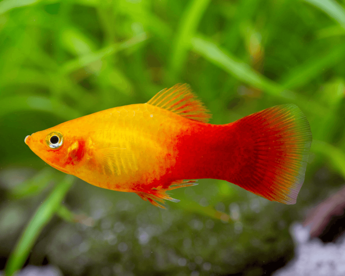 Platy Marigold Variatus