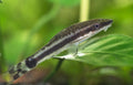 Otocinclus