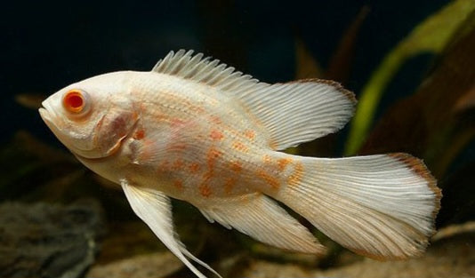 Oscar Longfin Albino Tiger