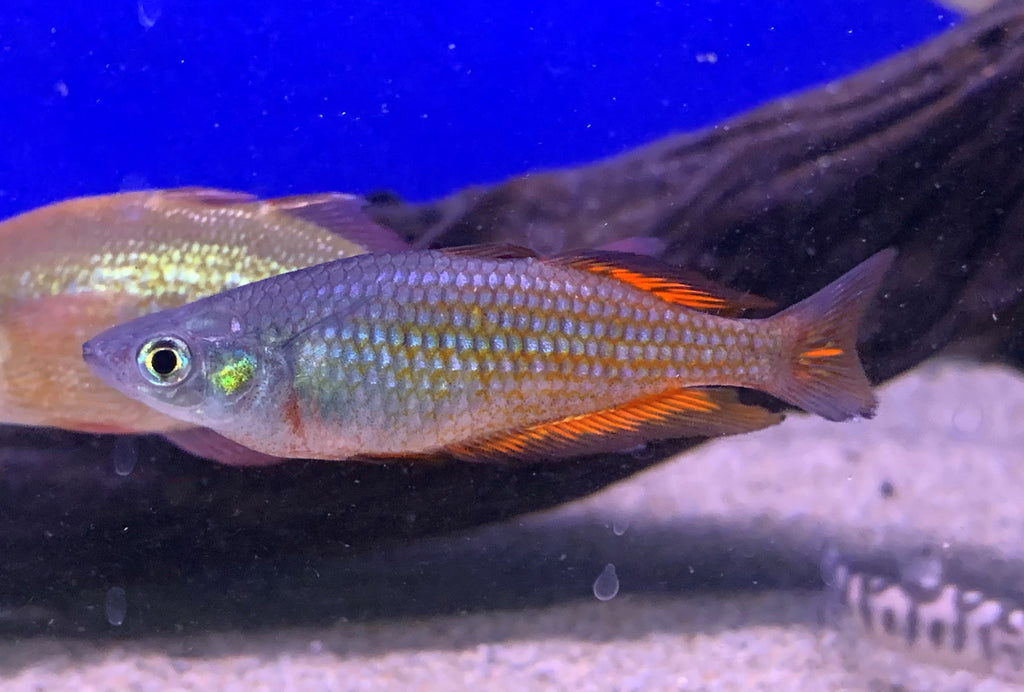 Rainbow Parkinsoni