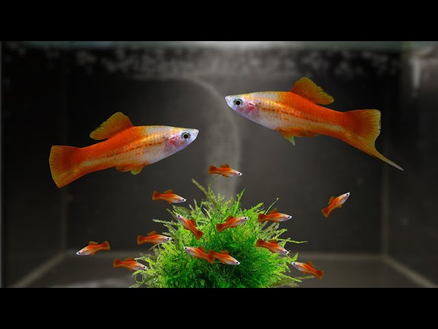 Swordtail Pineapple