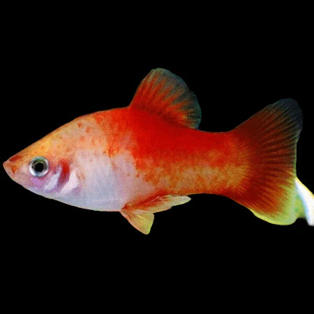 Platy Peppermint