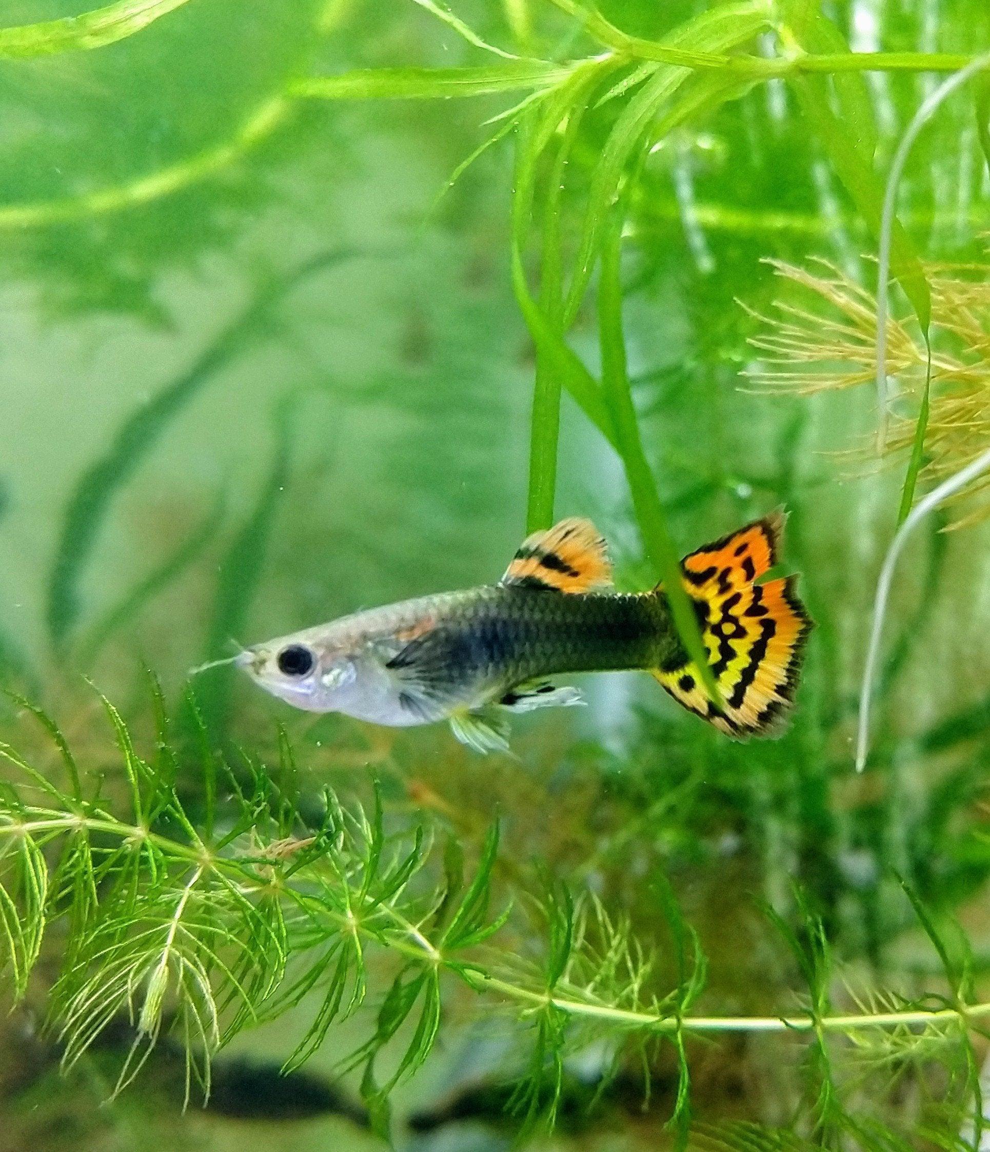 Guppy Red Dragon Mosaic