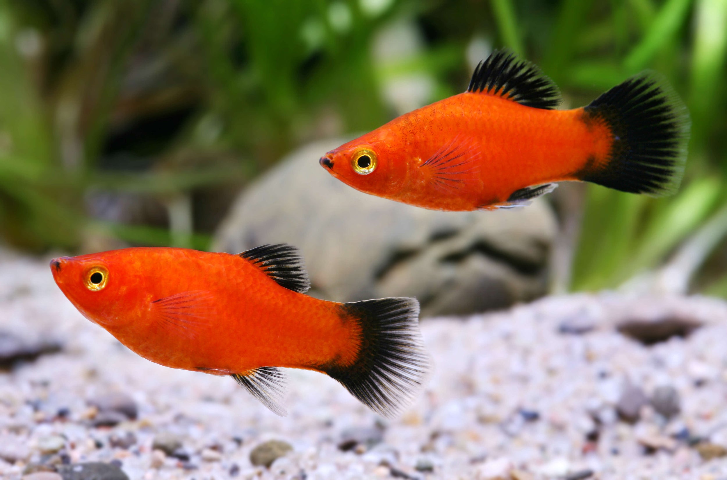 Platy Red Wag