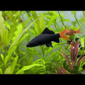RedTail Black Shark