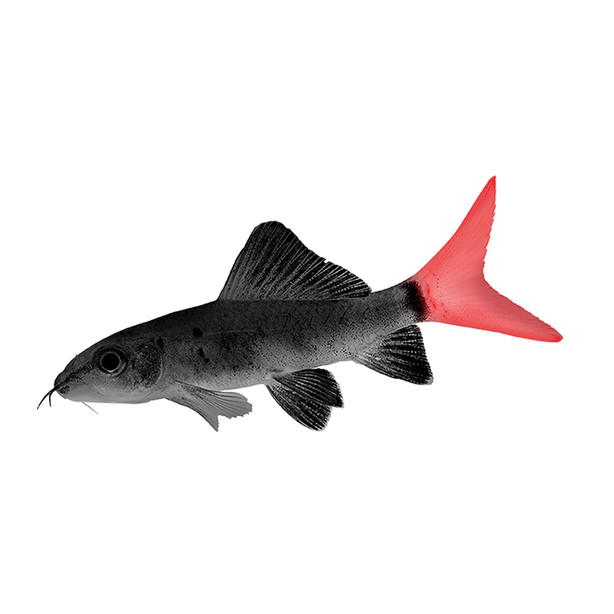 RedTail Black Shark