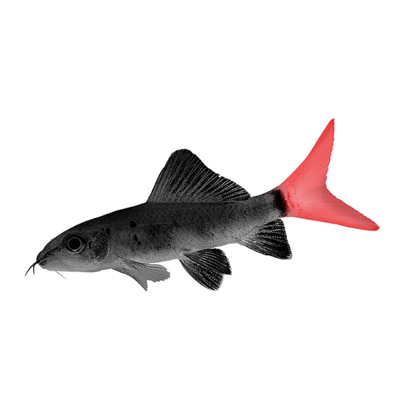 RedTail Black Shark