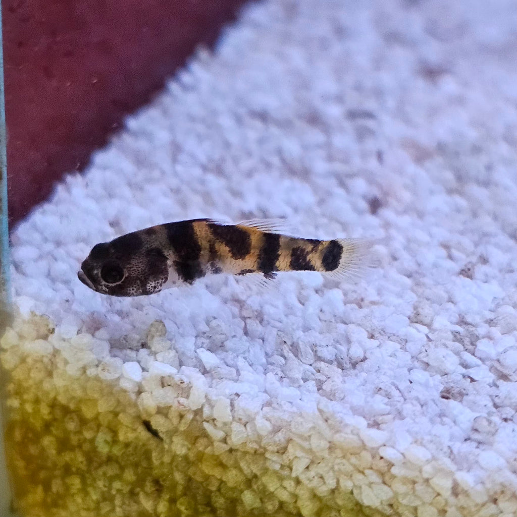 Bumble Bee Goby