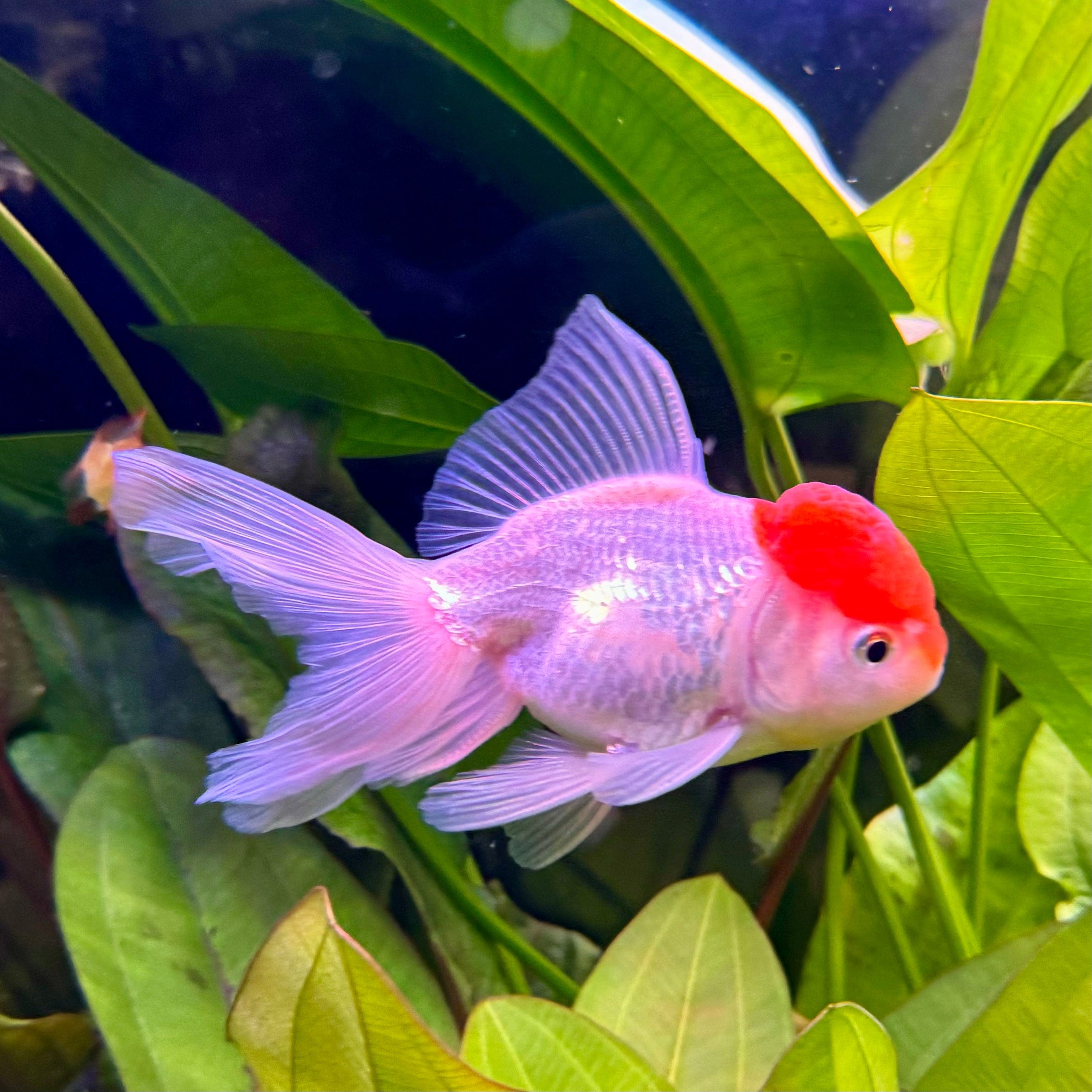 Red Cap Oranda