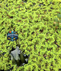 Azolla (Fairy Moss) Micro Planta Flotante