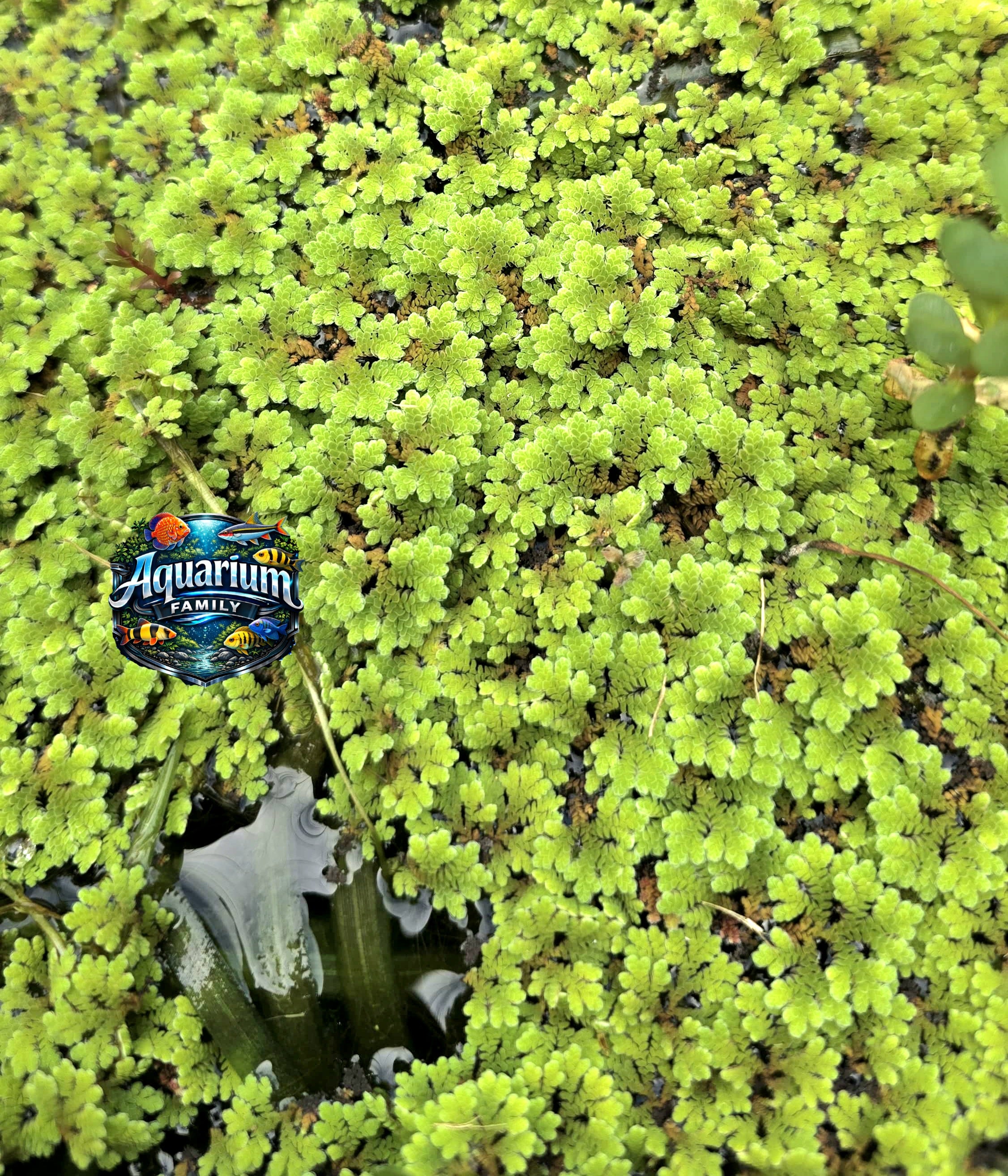 Azolla (Fairy Moss) Micro Planta Flotante