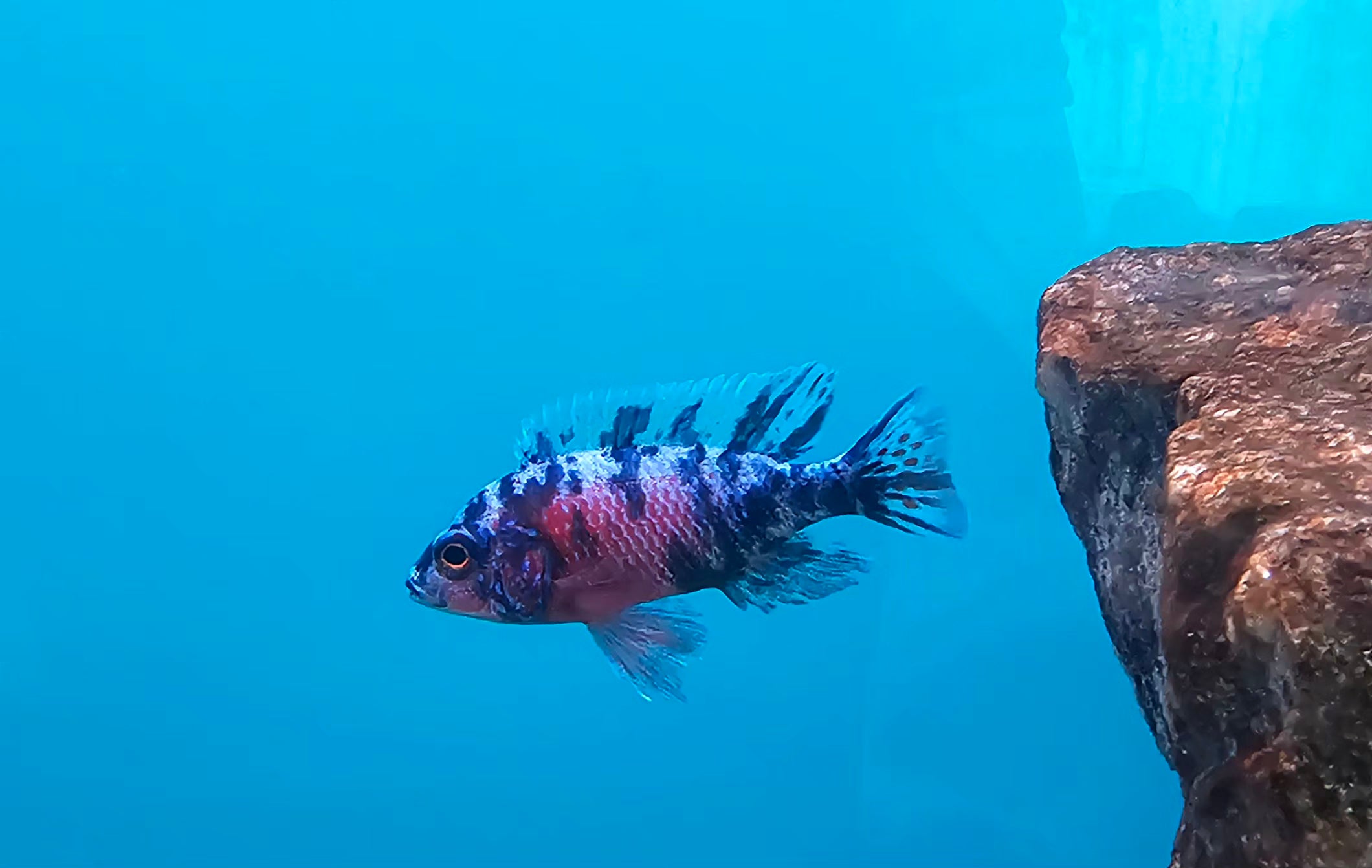 Cichlid - OB Peacock (assorted colors)