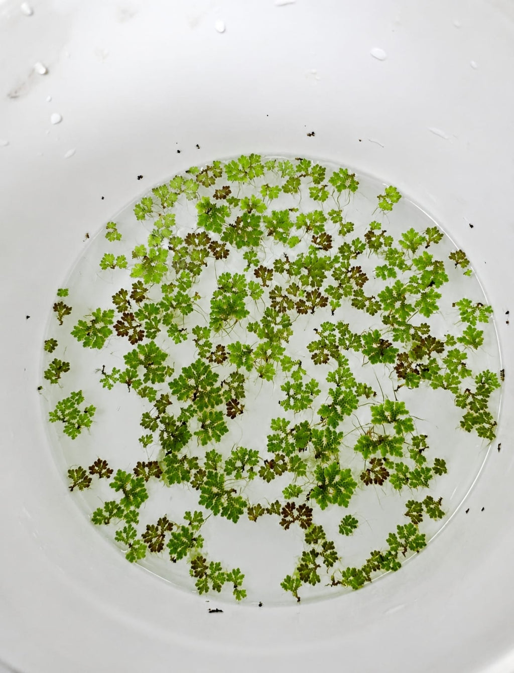 Azolla (Fairy Moss) Micro Planta Flotante