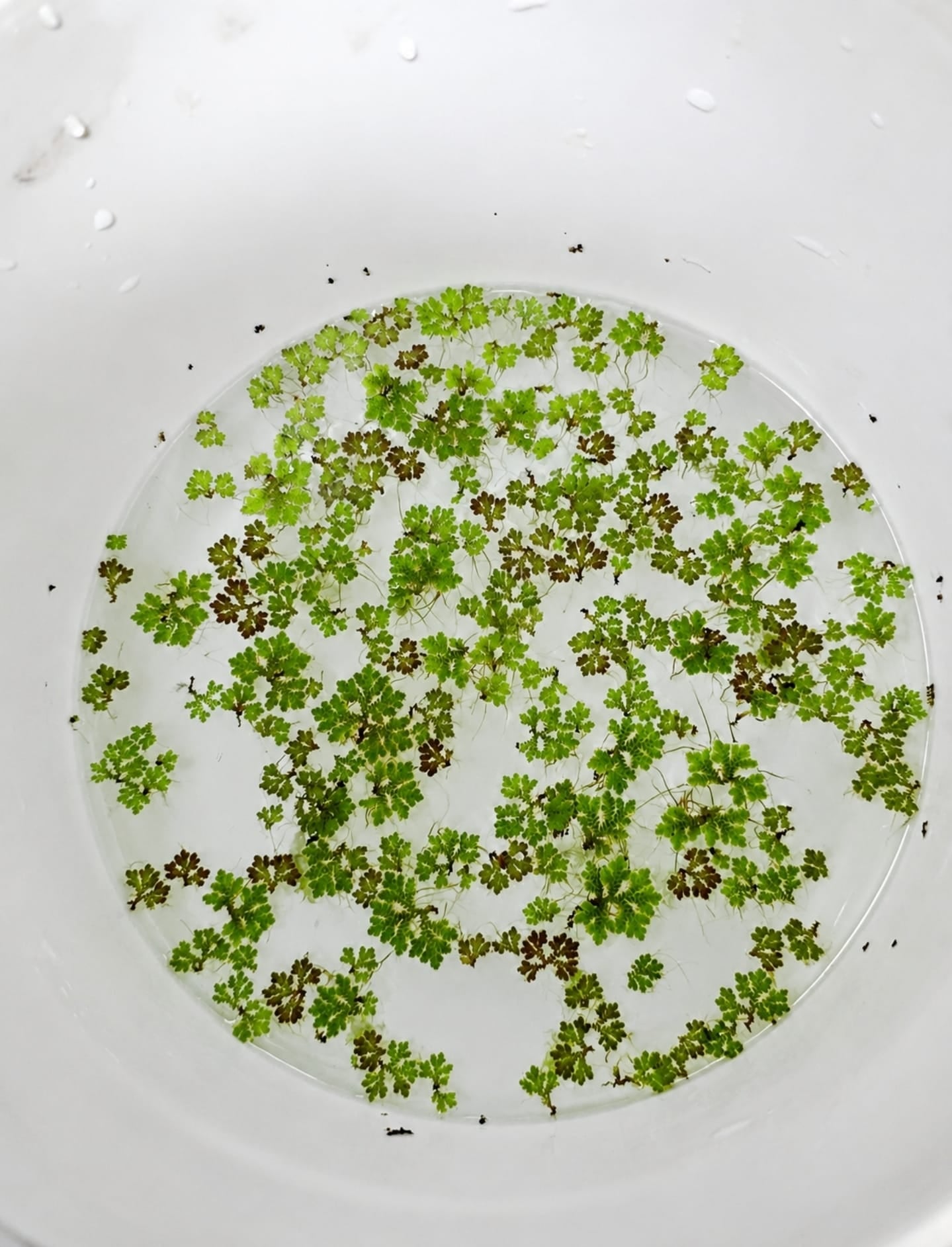 Azolla (Fairy Moss) Micro Planta Flotante