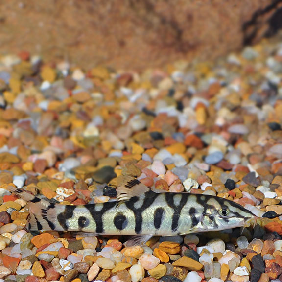 Yo Yo Loach (Loachata Botia)