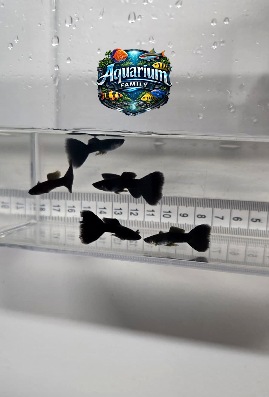 Guppy Full Black (Macho)