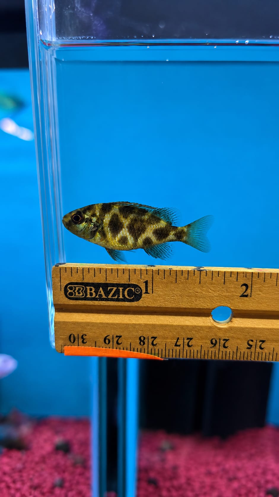 Cichlid - Venustus