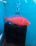 Cichlid - Albino Strawberry Peacock