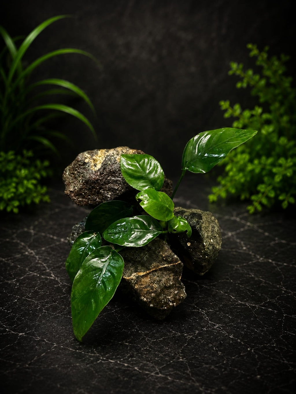 Anubias On Rock