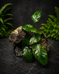 Anubias On Rock