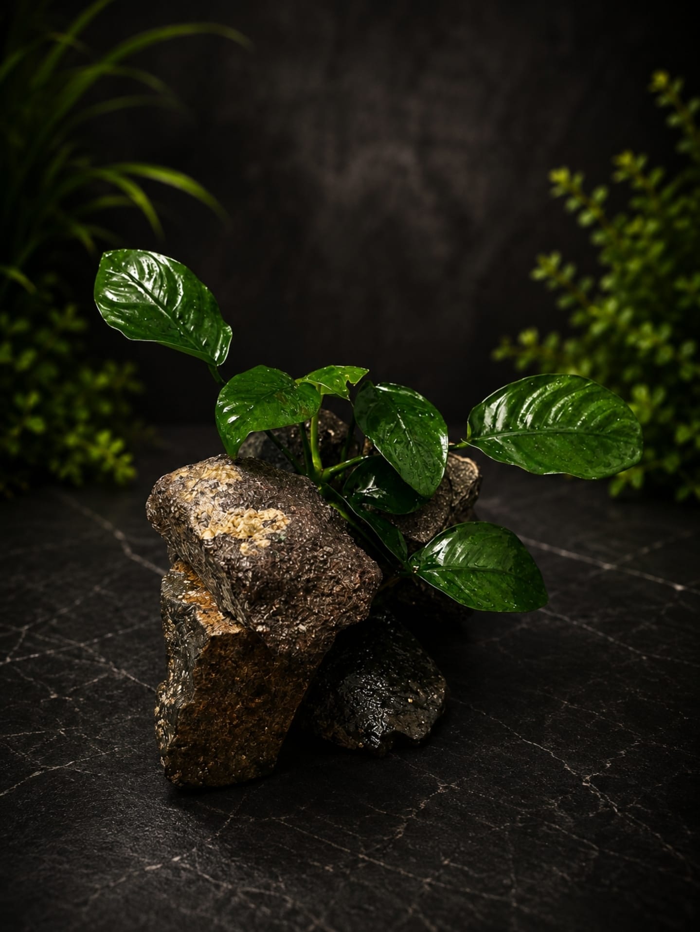 Anubias On Rock