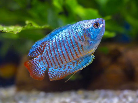 Gourami Neon Royal Blue