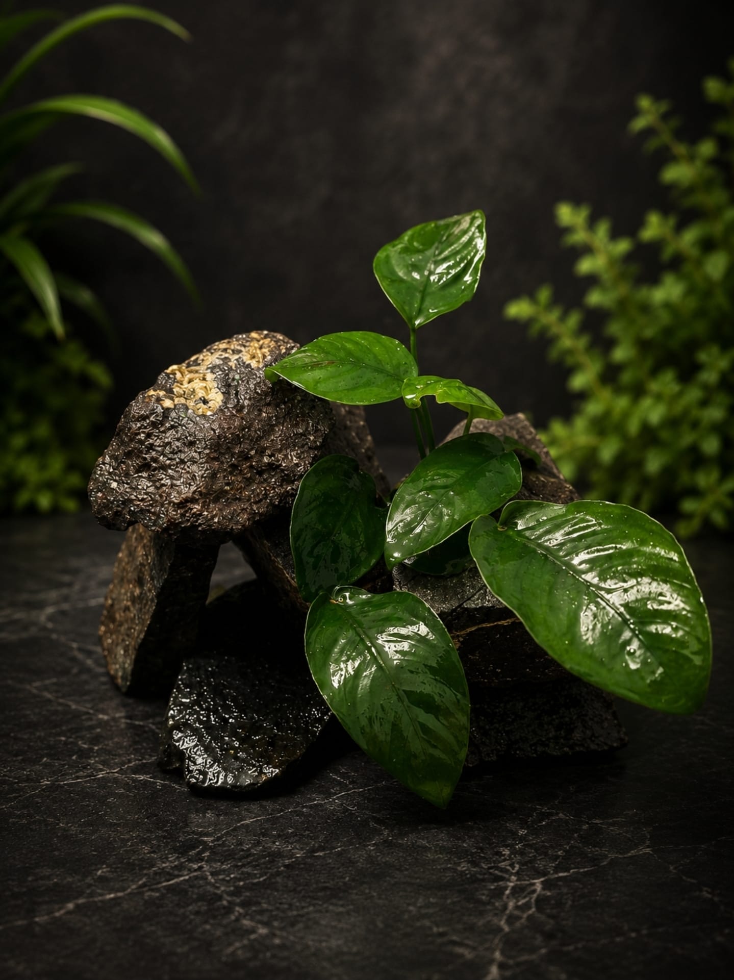 Anubias On Rock