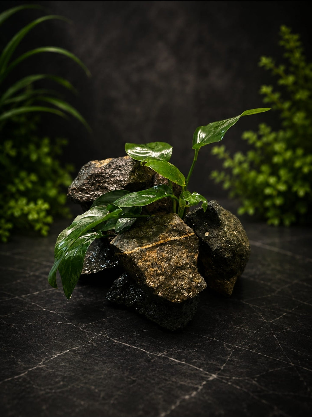 Anubias On Rock