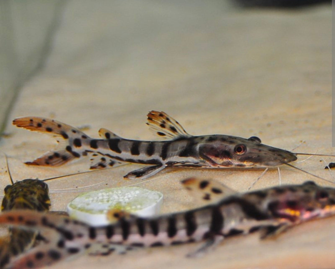 Tiger Shovelnose Catfish