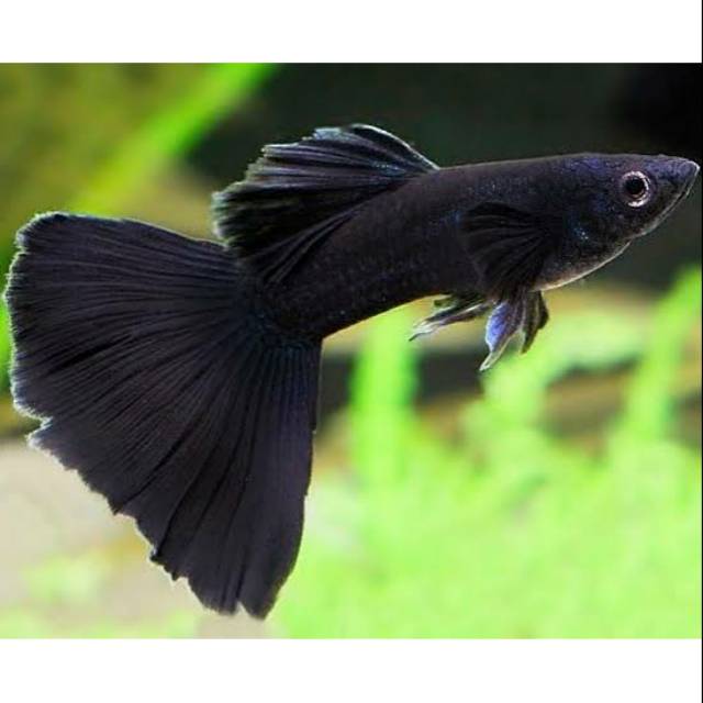 Guppy Full Black (Macho)
