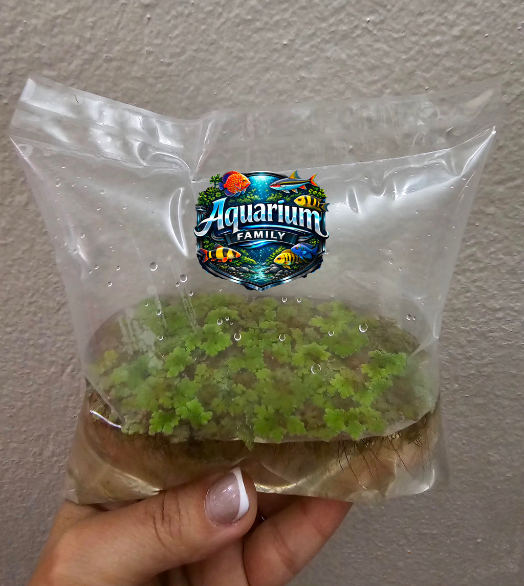 Azolla (Fairy Moss) Micro Planta Flotante