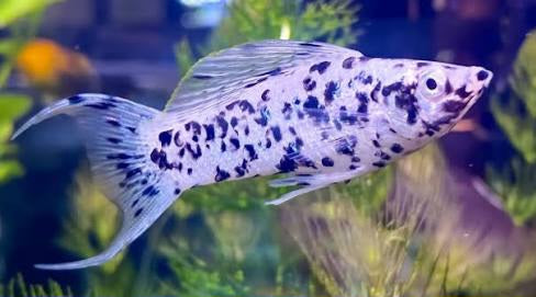 Dalmata Lyretail Molly