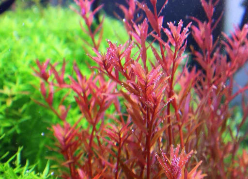 Rotala Colorata