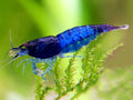 Shrimp Blue Diamond