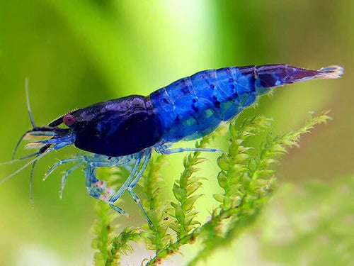 Shrimp Blue Diamond