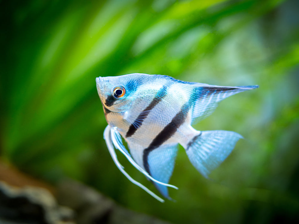 Angelfish Silver - Small