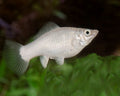 Silver Molly