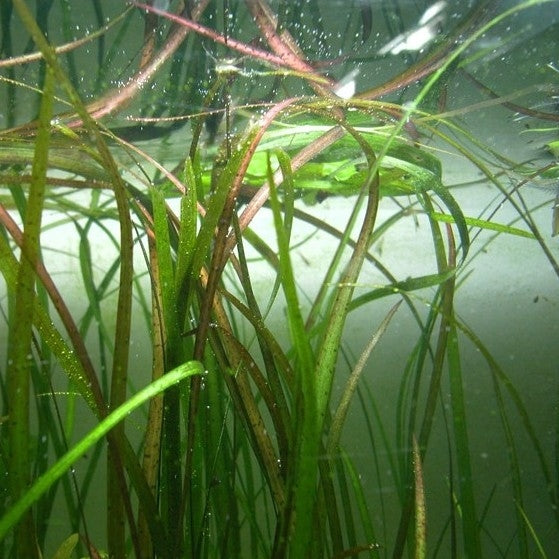 Vallisneria Tiger