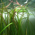 Vallisneria Tiger